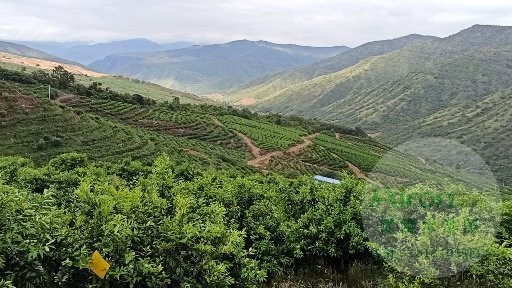 氨基酸肥料