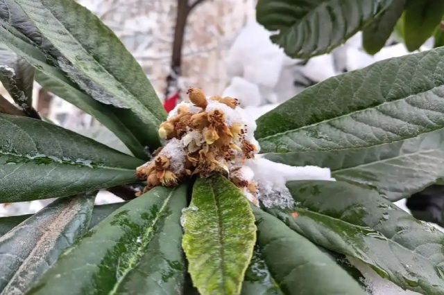 冬季枇杷防冻保花保果措施