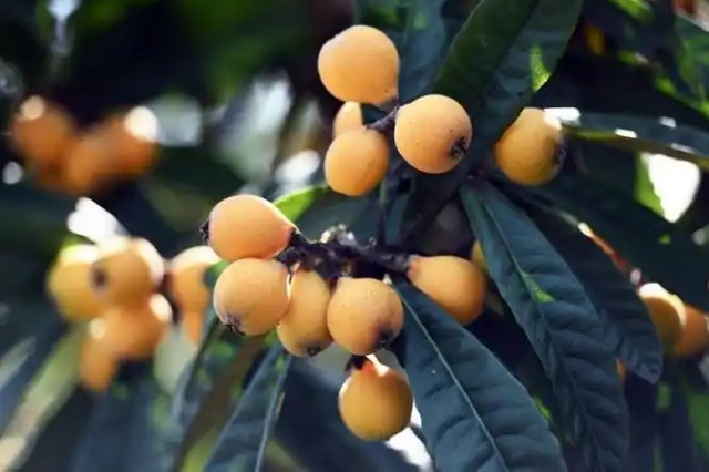 冬季枇杷防冻保花保果措施