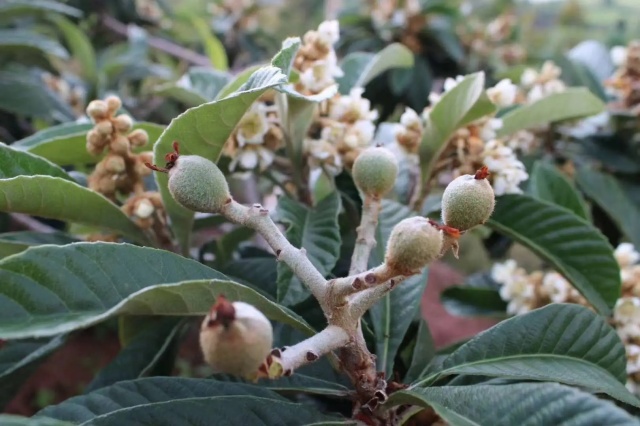 冬季枇杷防冻保花保果措施