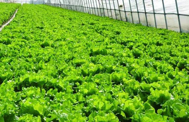 蔬菜营养临界期施肥