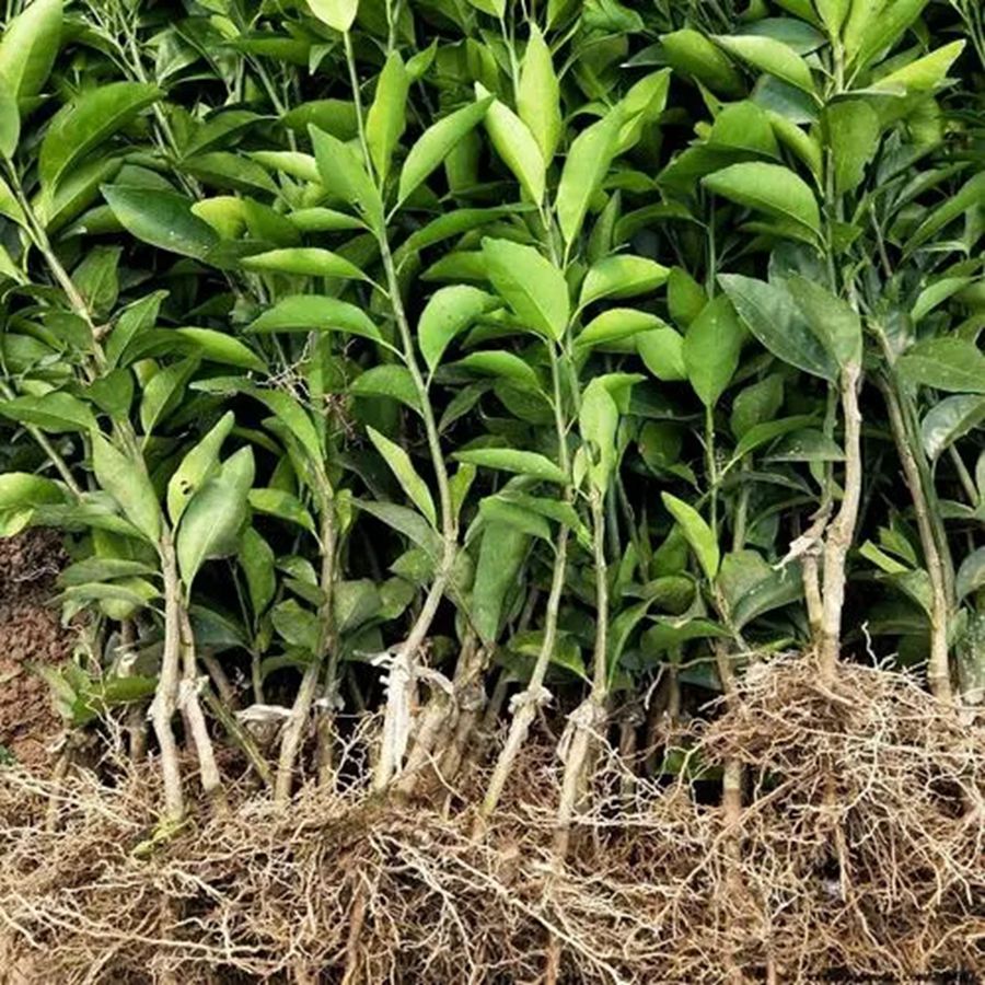 土壤微生物与矿物质