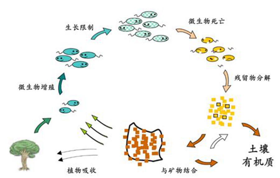 土壤微生物与矿物质
