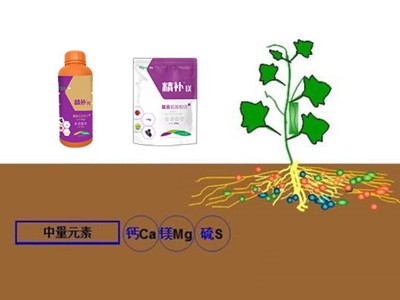 中量元素肥料怎么用