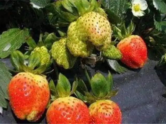 草莓畸形果的发生原因