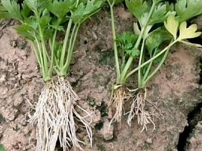 生根肥料