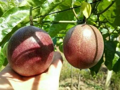 百香果施肥措施