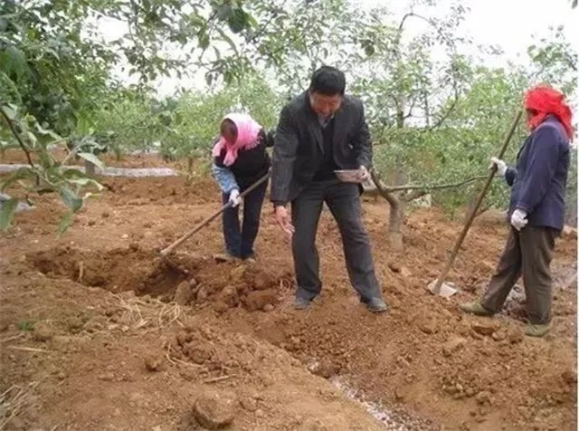 果树秋施底肥有什么效果