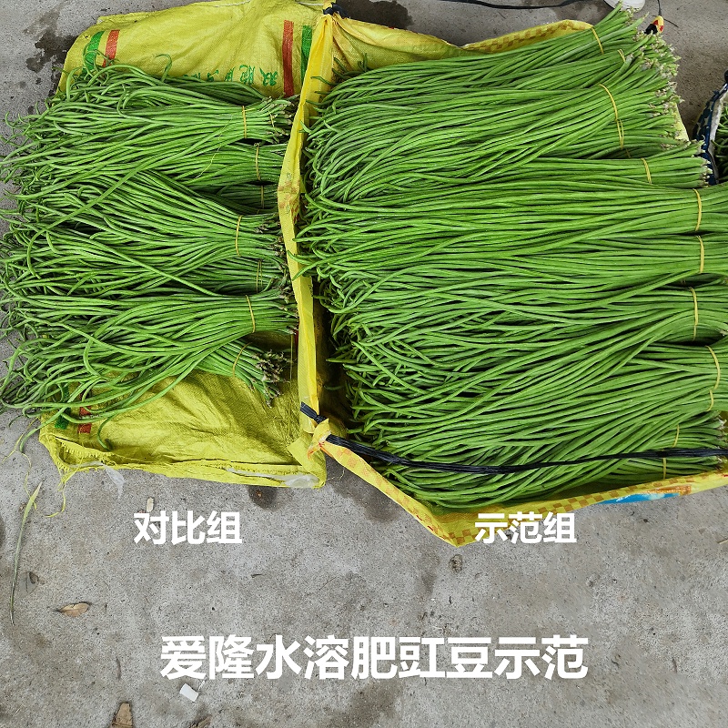 爱隆水溶肥豇豆示范