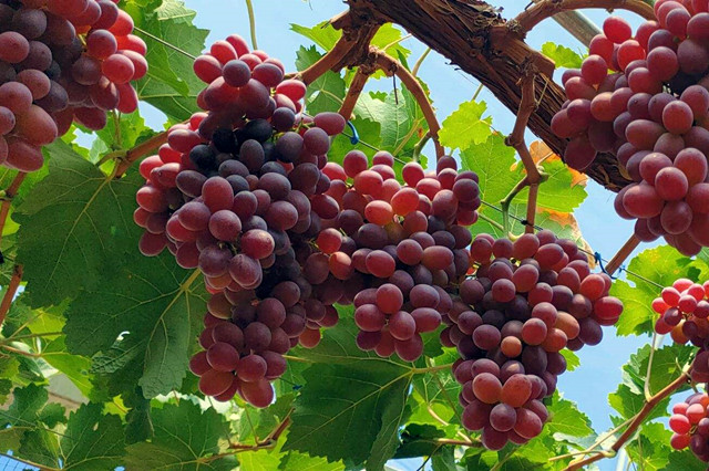 克伦生葡萄夏季管理要点