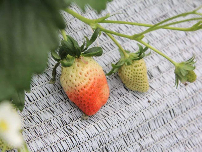 草莓水溶肥