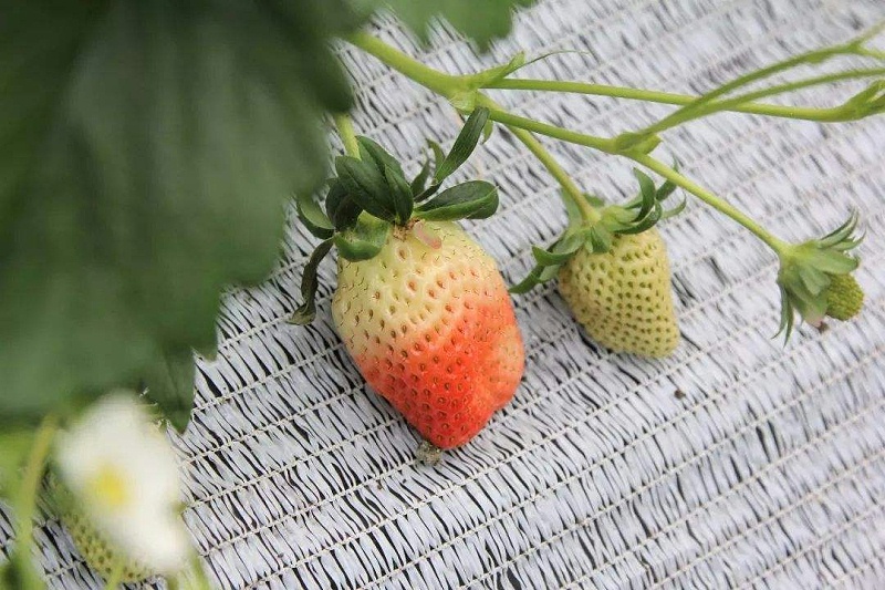 草莓水溶肥