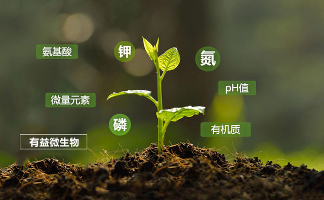 作物大中量元素缺乏的典型症状