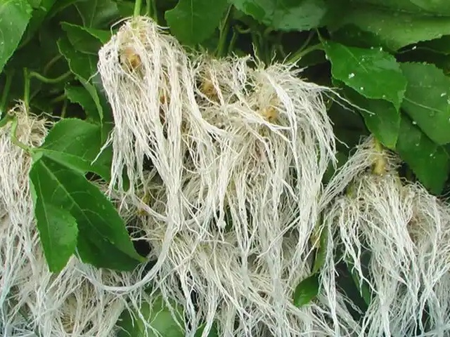 植物侧根的形成