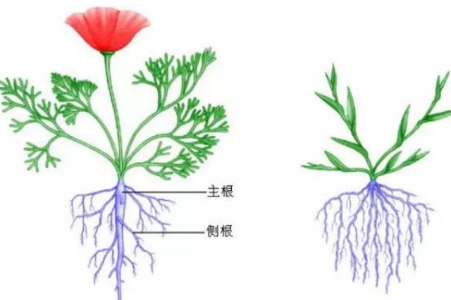 植物侧根的形成