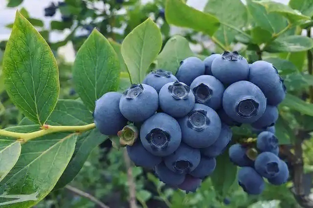 蓝莓种植中土壤pH值调节的重要性