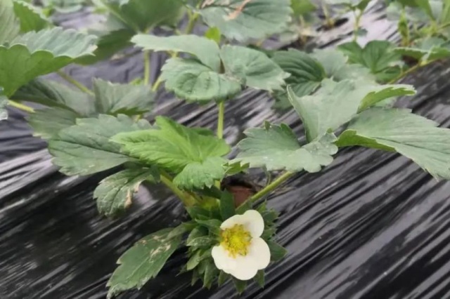 草莓摘除老叶的正确方法