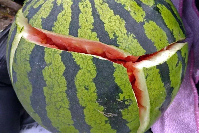 西瓜裂果防治