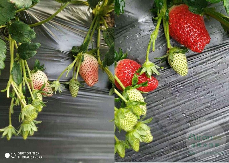 草莓肥料
