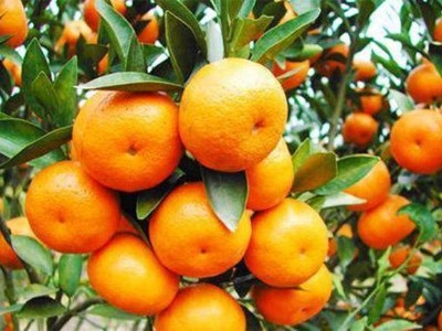 膨果期果树根系养护