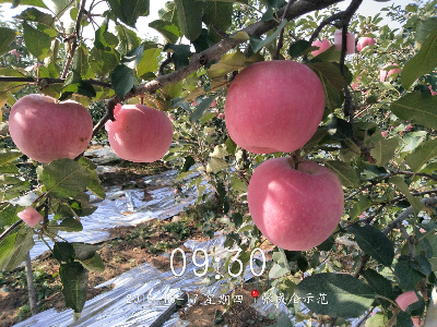 果树怎么施肥