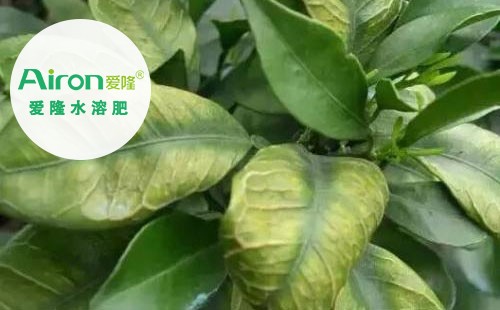 苹果缺硼