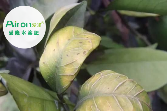 苹果缺硼