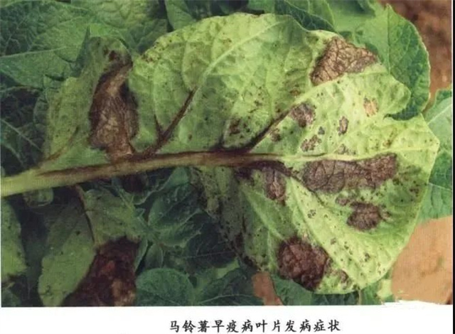 怎么识别作物病害