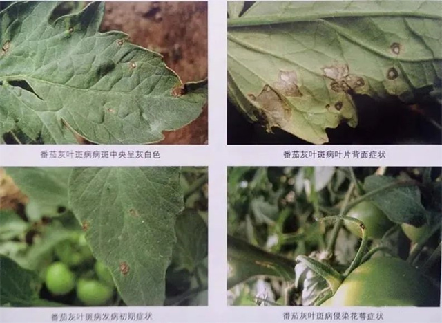 怎么识别作物病害