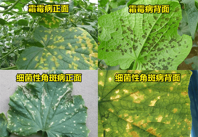 怎么识别作物病害