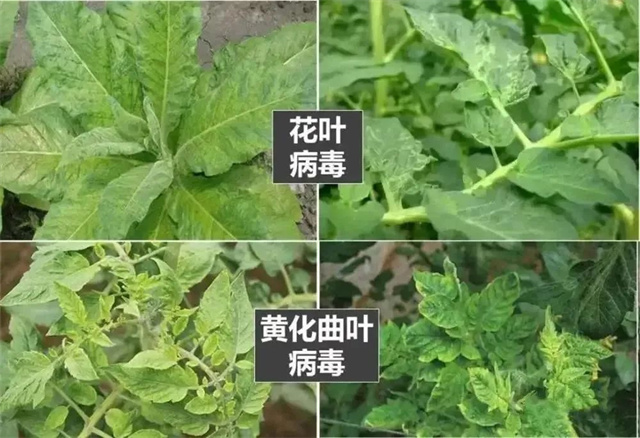 怎么识别作物病害