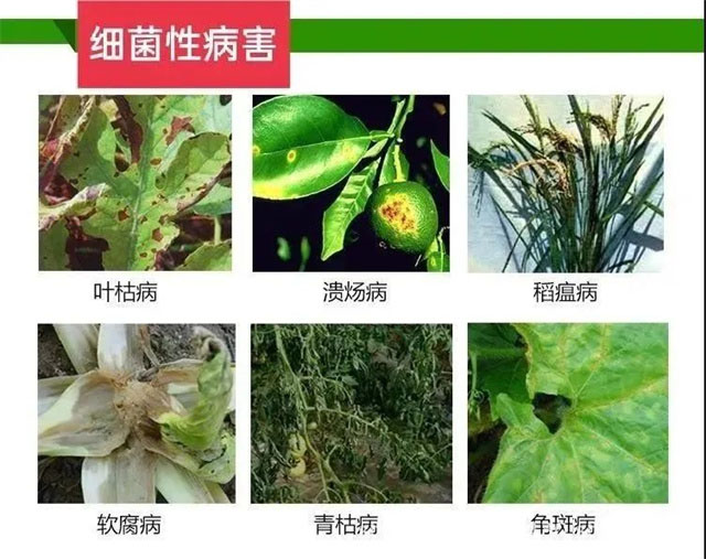怎么识别作物病害