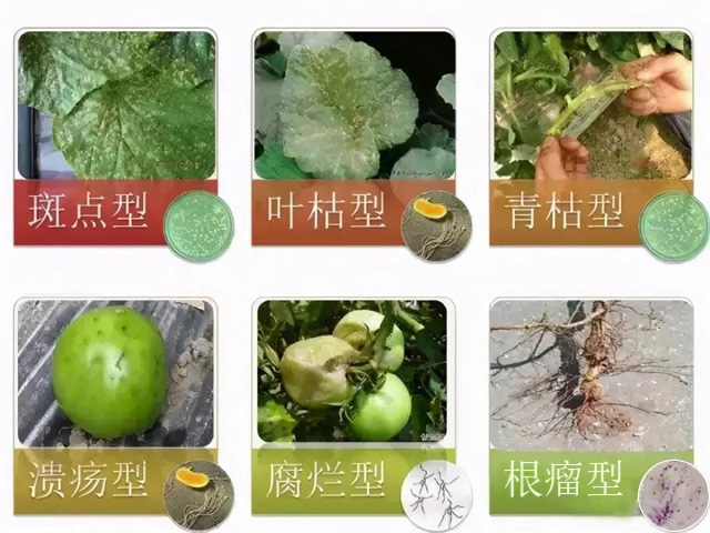 怎么识别作物病害