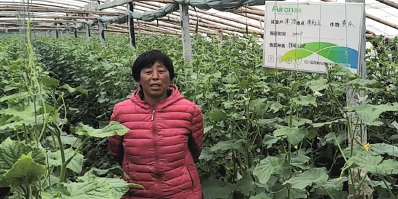 爱隆含氨基酸水溶肥料莱西黄瓜应用效果