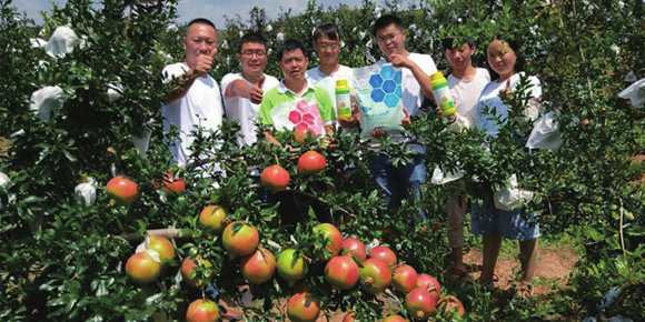 爱隆大量元素水溶肥会理石榴应用效果
