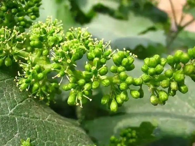 葡萄落花落果和果实大小粒的原因