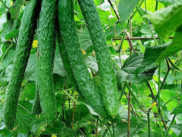 黄瓜只开花不结果的原因