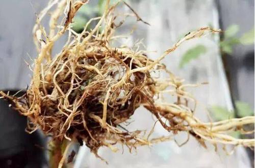 菜苗沤根