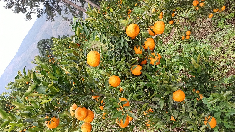 保花保果