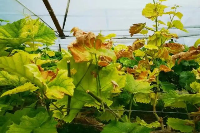 葡萄夏季叶片黄化的原因及预防措施