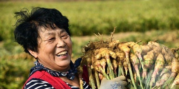 大姜田间施肥用什么好
