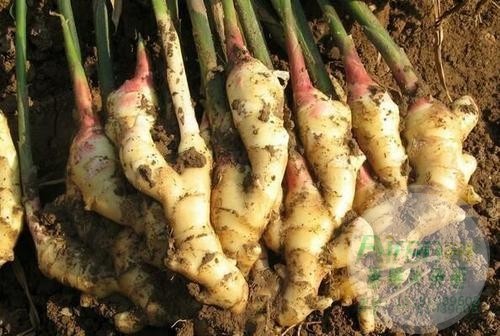 大姜田间施肥用什么好