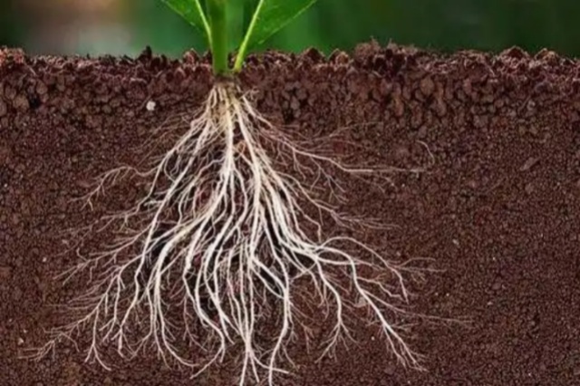 植物根系的形态及在土壤中的分布