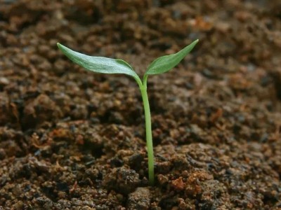生物有机肥如何用效果好