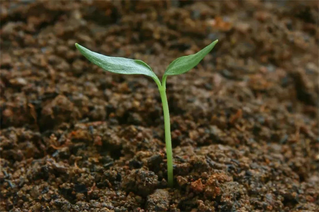 生物有机肥如何用效果好