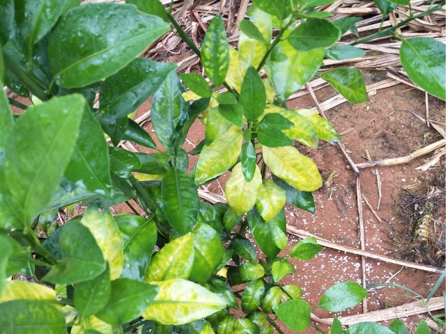 预防果树缺铁黄叶病
