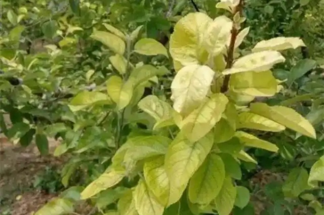 预防果树缺铁黄叶病