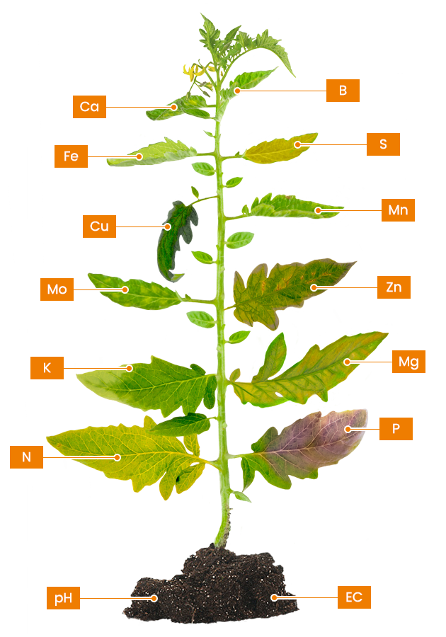 植物缺素判断图