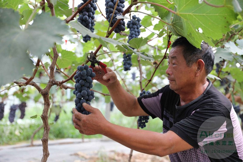 黄金搭档叶面肥