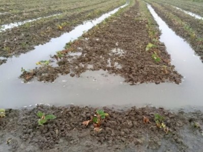 大水漫灌的弊端与解决方法